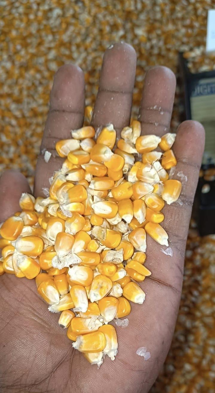 Maize