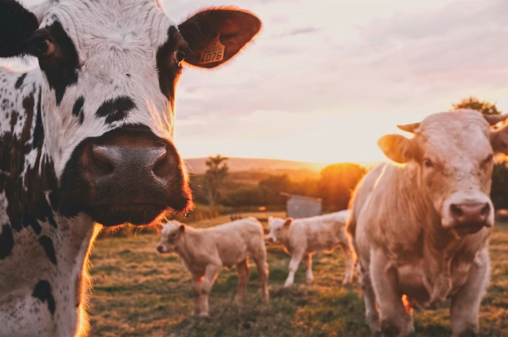 Cattle Feed